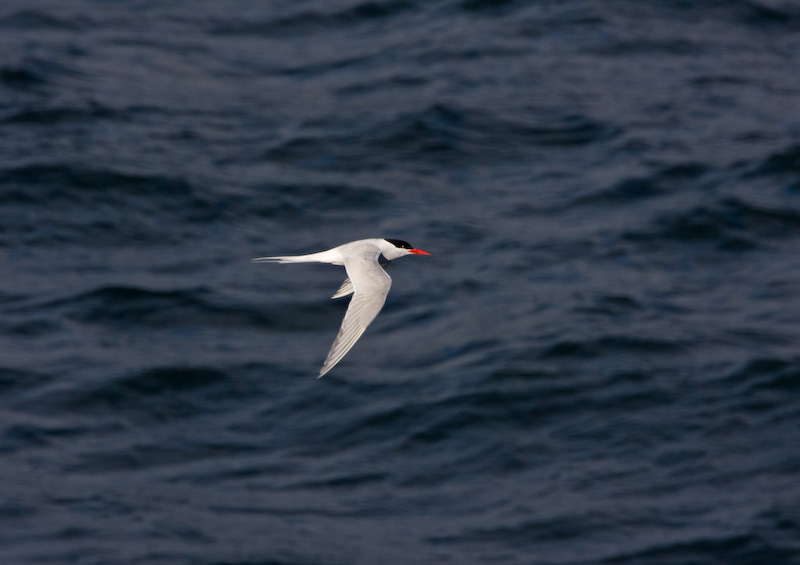 South American Tern In Flight